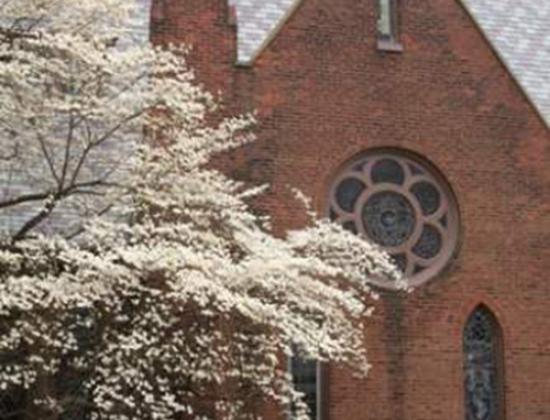 Dogwoods outside episcopal church